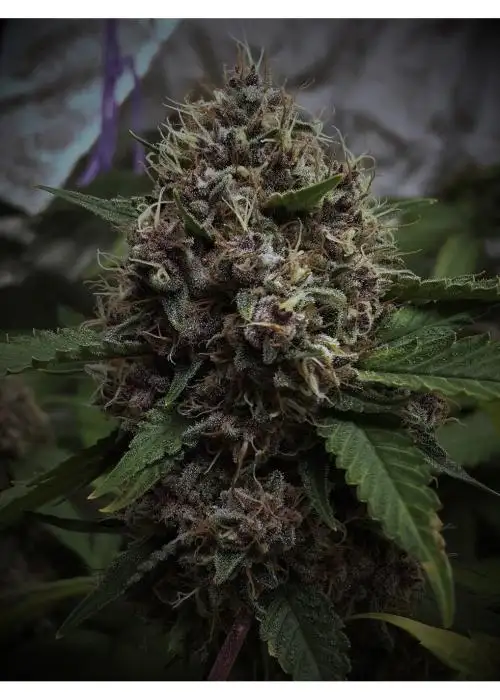 Malana Banana by 7 East Genetics, Photoperiod cannabis strain