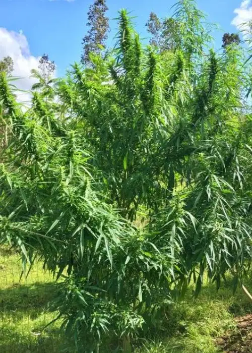 Malana Cream by The Real Seed Company, Photoperiod cannabis strain