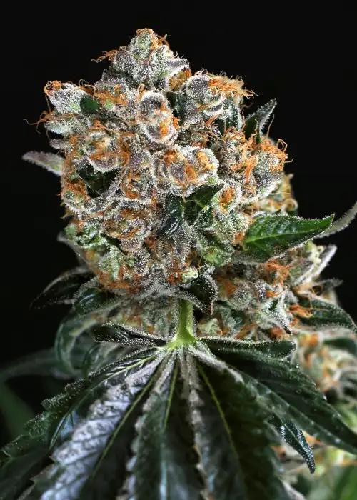 Malasana Cookies by Exotic Seed, Photoperiod cannabis strain