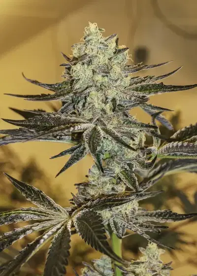 Malasana Gelato by Exotic Seed, Photoperiod cannabis strain