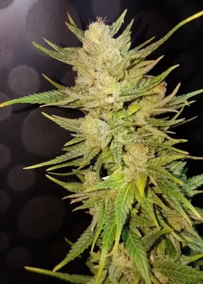 Malawi Gold by Lineage Genetics, Photoperiod cannabis strain