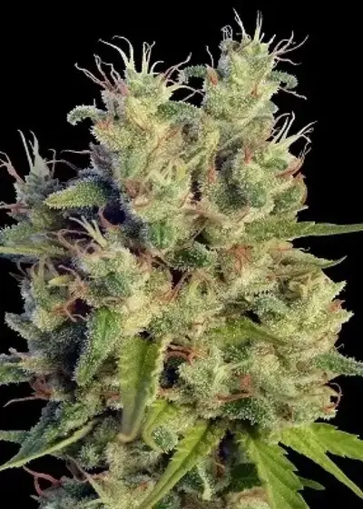 Malawi by ACE Seeds, Photoperiod cannabis strain