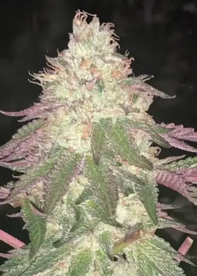 Malibu Auto by The Kush Brothers, Autoflower cannabis strain