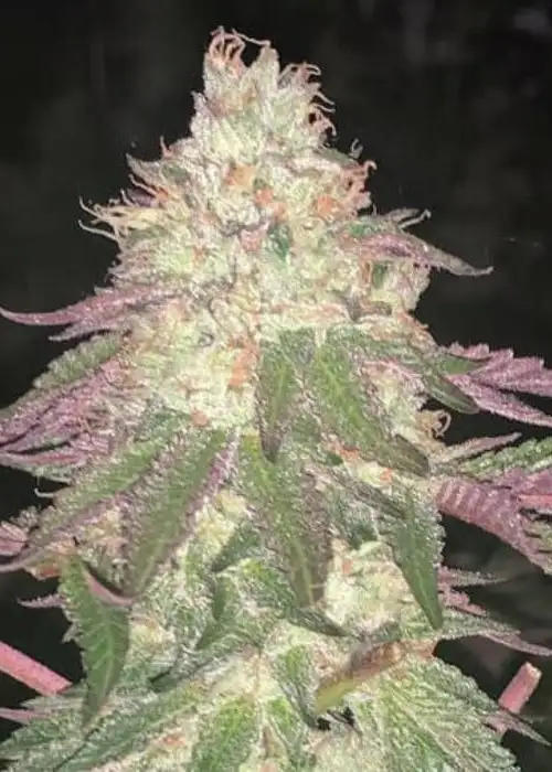 Malibu Auto by The Kush Brothers, Autoflower cannabis strain