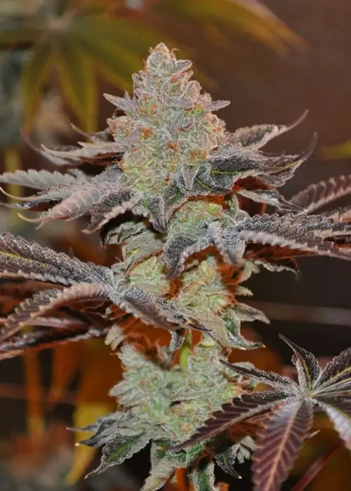 Malibu Pie by Ocean Grown Seeds, Photoperiod cannabis strain
