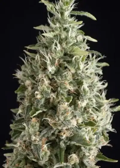 Malquerida by Trikoma Seeds, Photoperiod cannabis strain