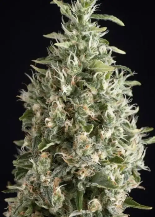Malquerida by Trikoma Seeds, Photoperiod cannabis strain