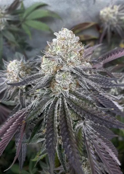 Malt Milkshake by Clearwater Genetics, Photoperiod cannabis strain