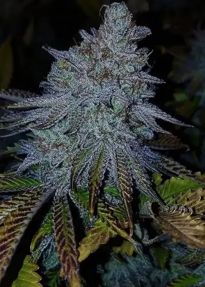 Maltezerz by G13 Labs, Photoperiod cannabis strain