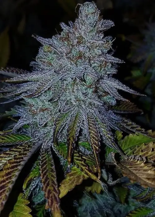 Maltezerz by G13 Labs, Photoperiod cannabis strain