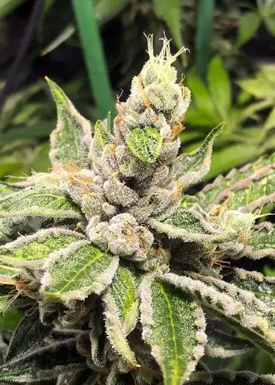 Mamacita's Cookies Feminized by Ministry of Cannabis, Photoperiod cannabis strain