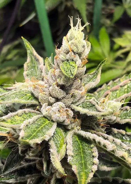 Mamacita's Cookies Feminized by Ministry of Cannabis, Photoperiod cannabis strain