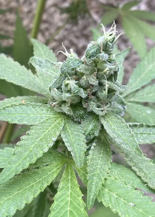 Mamia by Bask Triangle Farms, Photoperiod cannabis strain