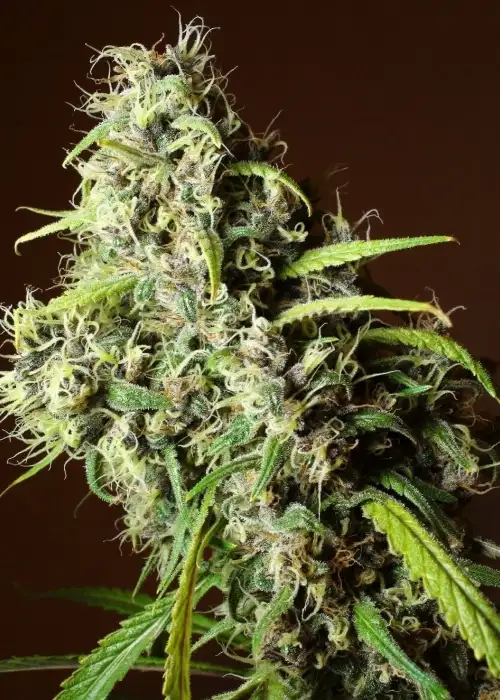 Mandala #1 by Mandala, Photoperiod cannabis strain
