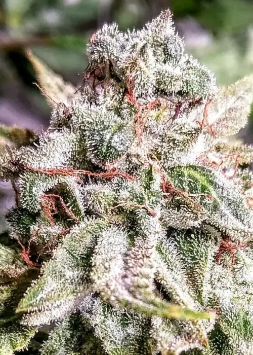 Mandarin Cookie Sherbert by Holy Smoke Seeds, Photoperiod cannabis strain