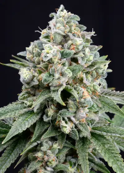 Mandarin Cookies by ETHOS Genetics, Photoperiod cannabis strain