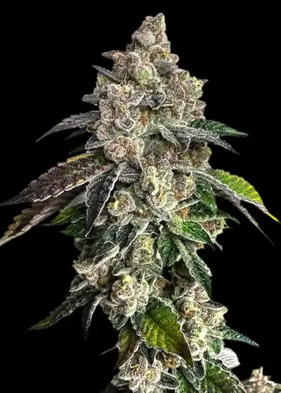 Mandarin Squeeze by TerpyZ Mutant Genetics, Photoperiod cannabis strain