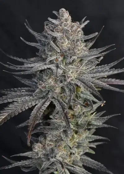 Mandarin Zkittlez Lemon F1 by Breed Bros, Photoperiod cannabis strain