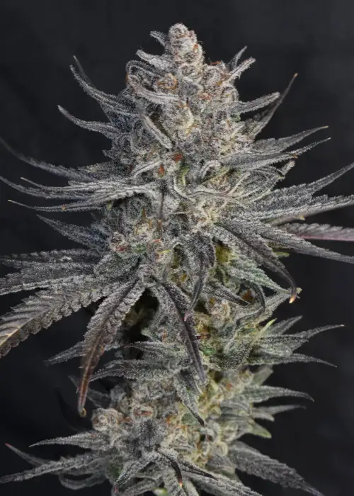Mandarin Zkittlez Lemon F1 by Breed Bros, Photoperiod cannabis strain