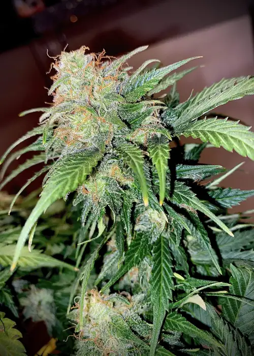 Mandarine Cream AUTO by Pure Instinto, Autoflower cannabis strain