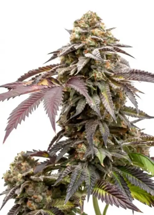 Mango 1:1 CBD by 34 Street Seed Co., Photoperiod cannabis strain