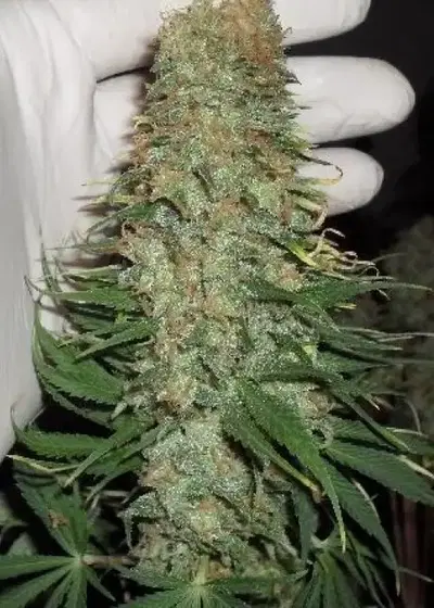 Mango Chutney by Dr. Krippling, Photoperiod cannabis strain