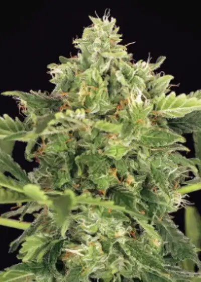 Mango Cream Auto by Exotic Seed, Autoflower cannabis strain