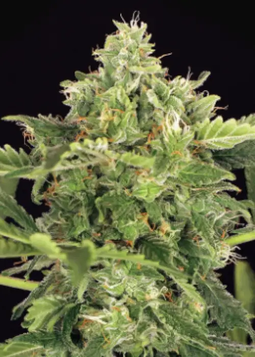Mango Cream Auto by Exotic Seed, Autoflower cannabis strain