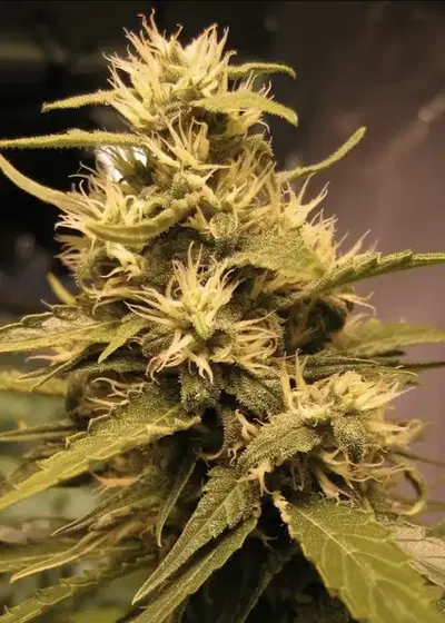 Mango Haze by Mr.Nice, Photoperiod cannabis strain