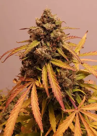 Mango Isle by Night Owl Seeds, Autoflower cannabis strain