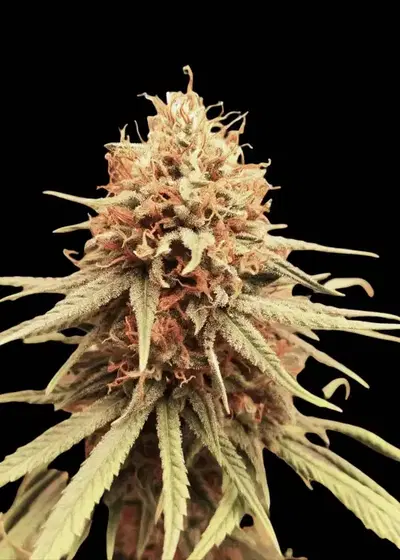 Mango Juice Auto by Breed Bros, Autoflower cannabis strain