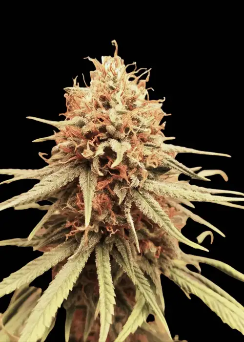 Mango Juice Auto by Breed Bros, Autoflower cannabis strain