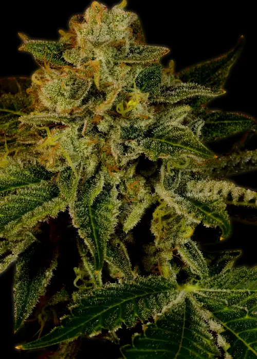 Mango Kush by Mediseed Man, Photoperiod cannabis strain