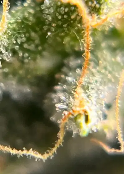 Mango Mindset by Cannarado Genetics, Photoperiod cannabis strain