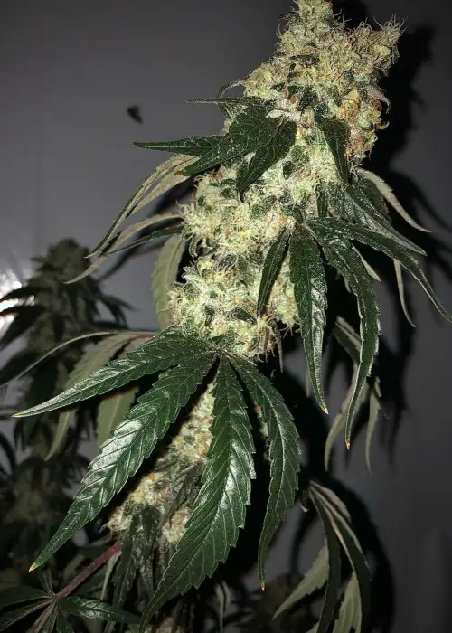 Mango Mintality by Purple City Genetics, Photoperiod cannabis strain