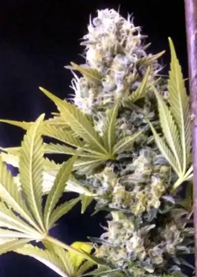 Mango Pepper by French Touch Seeds, Photoperiod cannabis strain