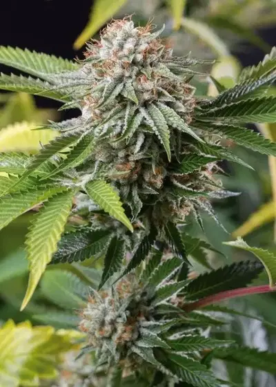 Mango Sapphire by Humboldt Seed Organization, Photoperiod cannabis strain