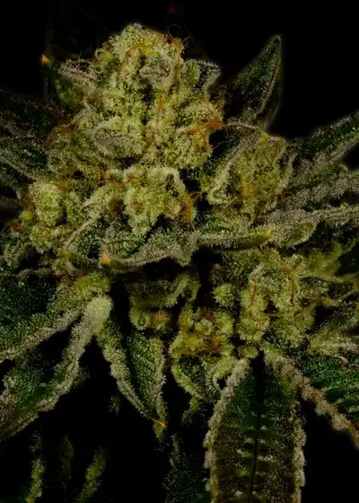 Mango by KC Brains, Photoperiod cannabis strain