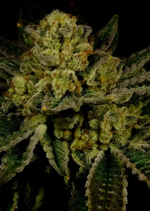Mango by KC Brains, Photoperiod cannabis strain