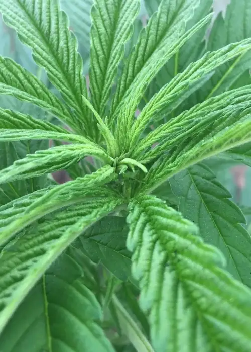 Mangobiche Kush by Cannabiogen Seeds, Photoperiod cannabis strain