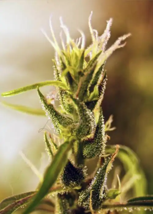Mangu Karot by French Touch Seeds, Photoperiod cannabis strain