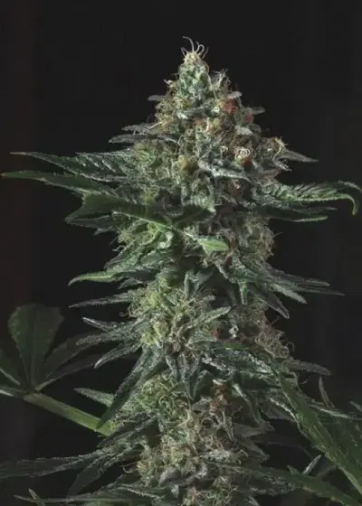 Manguifera Indica by Genofarm, Photoperiod cannabis strain
