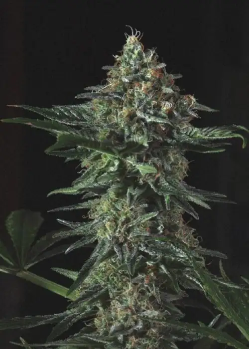 Manguifera Indica by Genofarm, Photoperiod cannabis strain