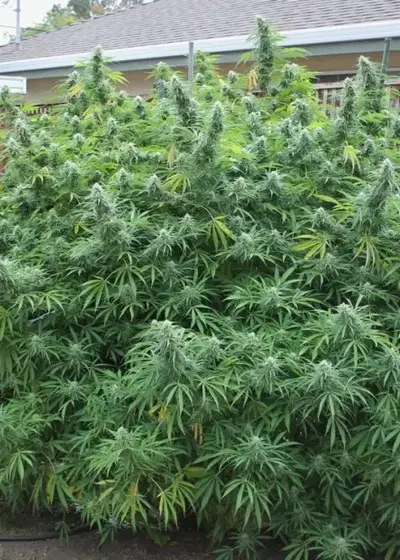 Manipuri by The Real Seed Company, Photoperiod cannabis strain