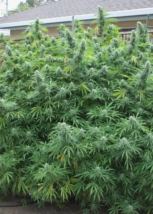 Manipuri by The Real Seed Company, Photoperiod cannabis strain