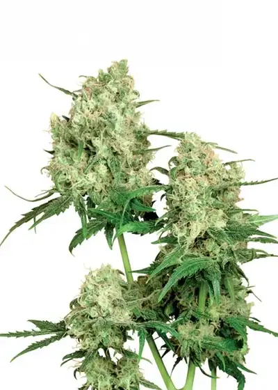 Maple Leaf Indica by Sensi Seeds, Photoperiod cannabis strain