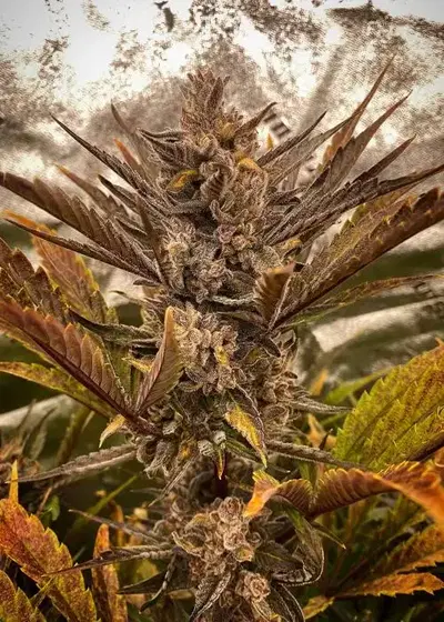 Marathon Og F4 by Dark Owl Seeds, Autoflower cannabis strain