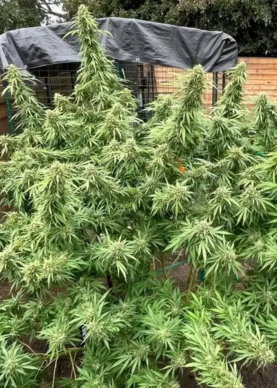 Mariwanna F1 by Authentic Genetics, Photoperiod cannabis strain