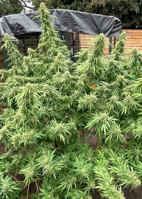 Mariwanna F1 by Authentic Genetics, Photoperiod cannabis strain