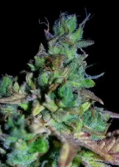 Marley’s Auto by Shaman Genetics, Autoflower cannabis strain